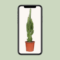 Euphorbia trigona - Ø17cm - ↕70cm
