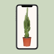 Euphorbia trigona - Ø17cm - ↕70cm