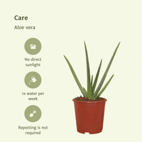 Aloe vera - 2 plants - ø12 - ↕40cm