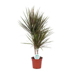 Load image into Gallery viewer, Dracaena marginata &#39;Bicolor&#39; - Ø17cm - ↕75cm
