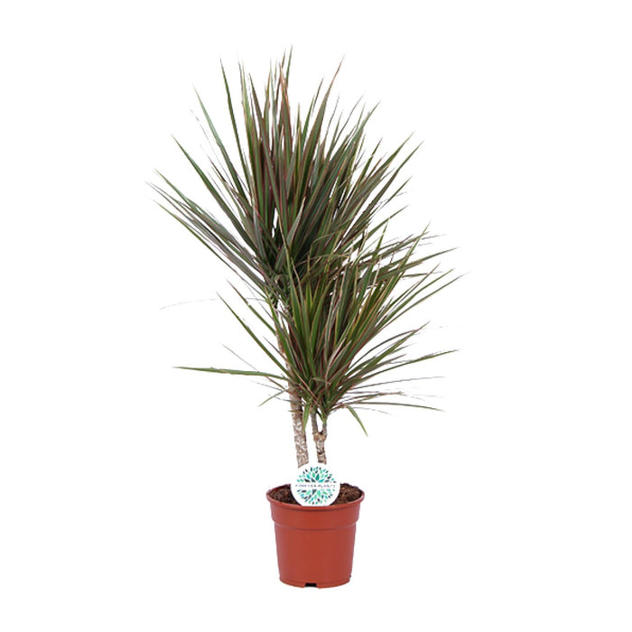 Dracaena marginata 'Bicolor' - Ø17cm - ↕75cm