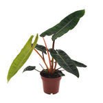 Load image into Gallery viewer, Philodendron billietiae - Ø12cm - ↕25cm
