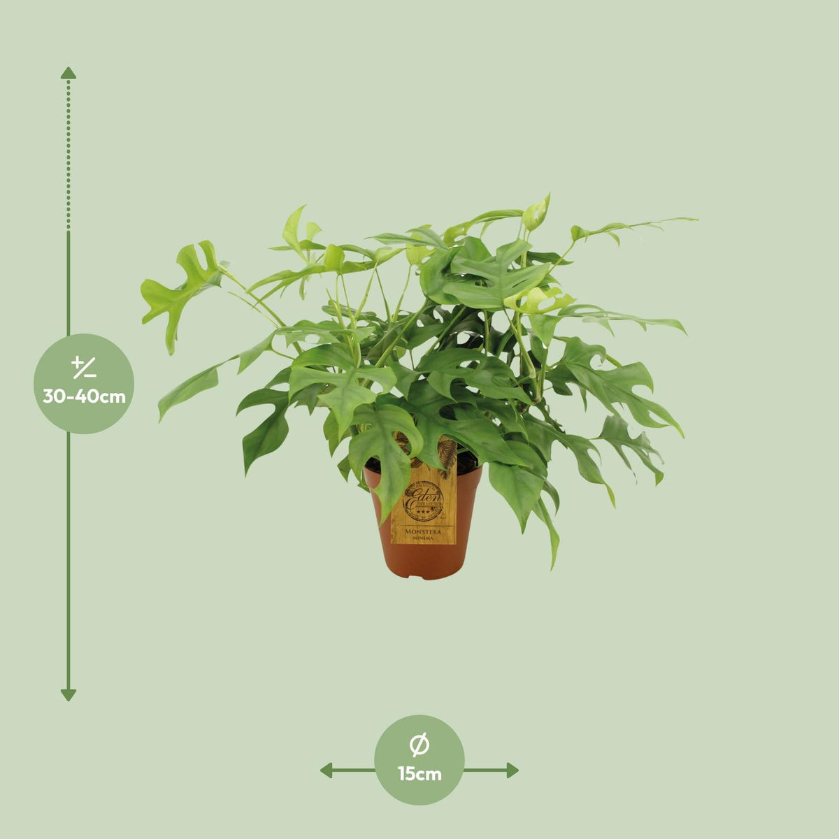 Monstera minima - Ø15cm - ↕25cm