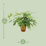Carica l'immagine nel visualizzatore Galleria, Monstera minima - Ø15cm - ↕25cm