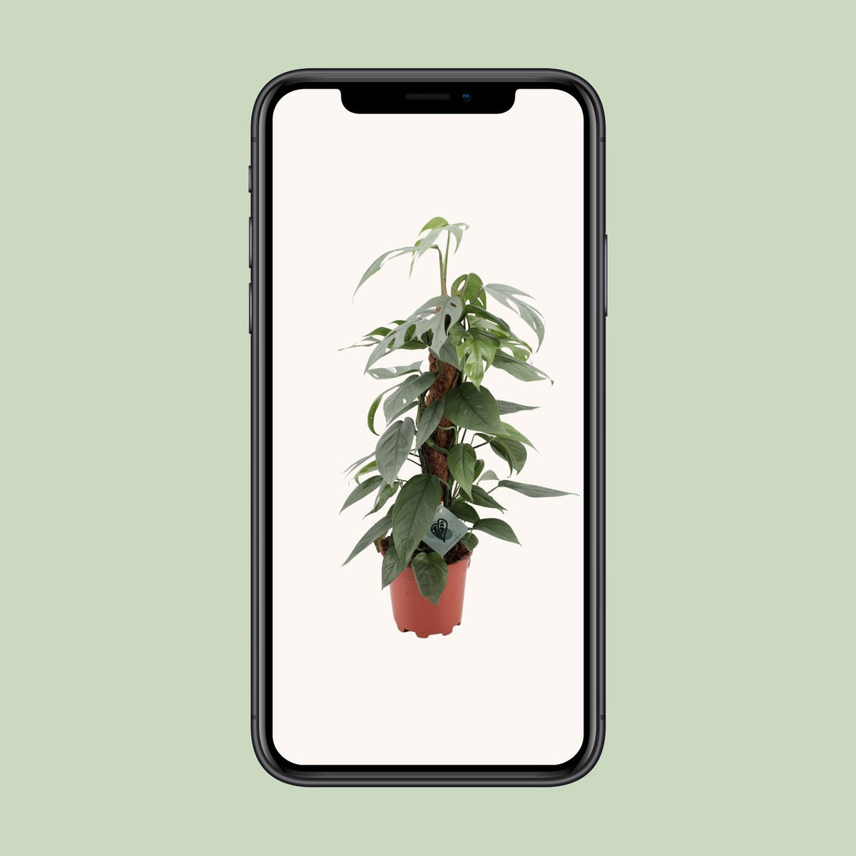 Epipremnum pinnatum 'Cebu Blue' - Ø17cm - ↕60cm