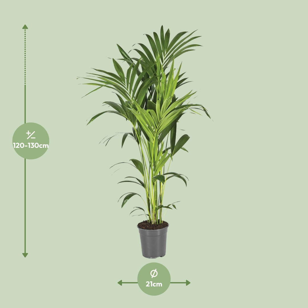 Howea Forsteriana (Kentia) - Ø21cm - ↕130cm