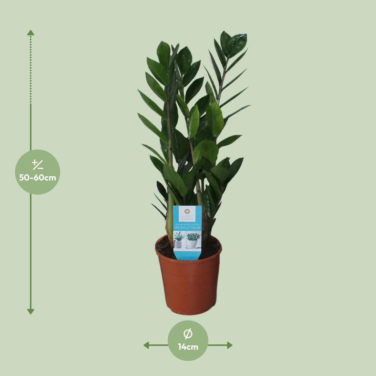 Zamioculcas zamiifolia - Ø14cm - ↕55cm