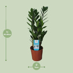 Load image into Gallery viewer, Zamioculcas zamiifolia - Ø14cm - ↕55cm