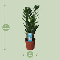 Zamioculcas zamiifolia - Ø14cm - ↕55cm
