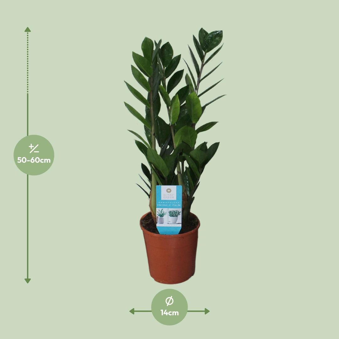 Zamioculcas zamiifolia - Ø14cm - ↕55cm
