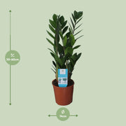 Zamioculcas zamiifolia - Ø14cm - ↕55cm