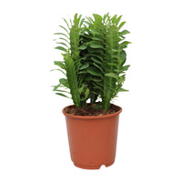 Euphorbia trigona - Ø12cm - ↕40cm