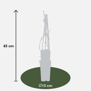 Hydrangea petiolaris - 4 plants - ↨65cm - Ø15