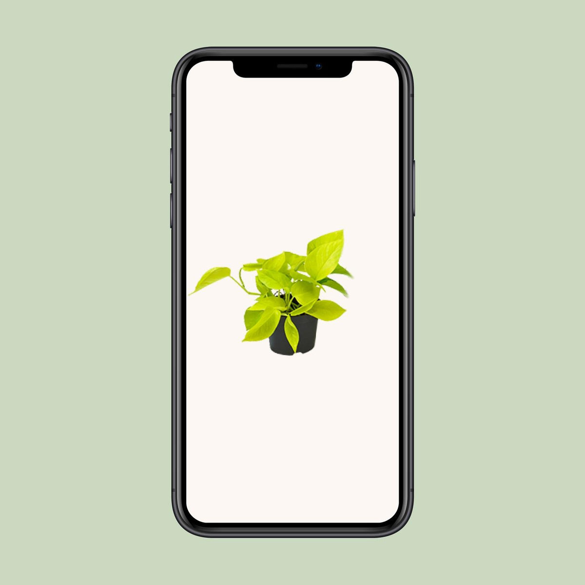 Epipremnum pinnatum 'Golden Pothos' (Scindapsus) - Ø12 - ↕15cm