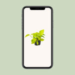 Load image into Gallery viewer, Epipremnum pinnatum &#39;Golden Pothos&#39; (Scindapsus) - Ø12 - ↕15cm
