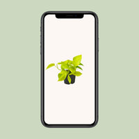 Epipremnum pinnatum 'Golden Pothos' (Scindapsus) - Ø12 - ↕15cm