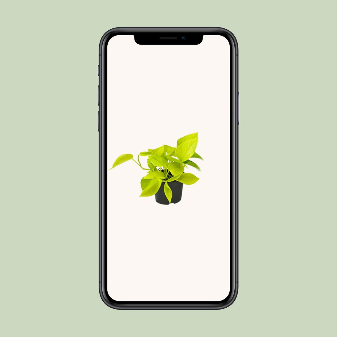 Epipremnum pinnatum 'Golden Pothos' (Scindapsus) - Ø12 - ↕15cm