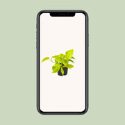 Epipremnum pinnatum 'Golden Pothos' (Scindapsus) - Ø12 - ↕15cm