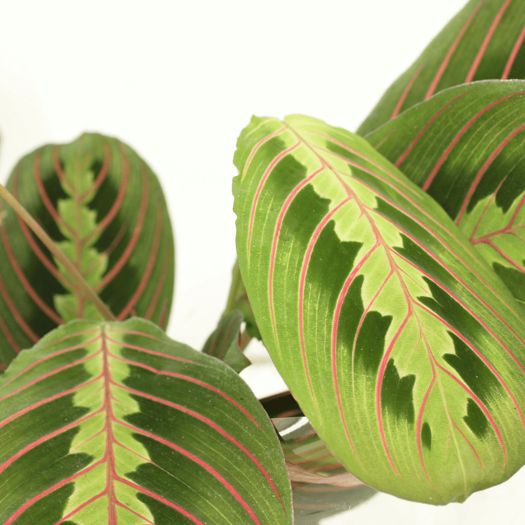 Maranta leuconeura 'Fascinator' (Arrowroot) - 2 plants - Ø12cm - ↕20cm