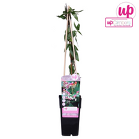 Lonicera henryi - Ø15cm - ↕65cm