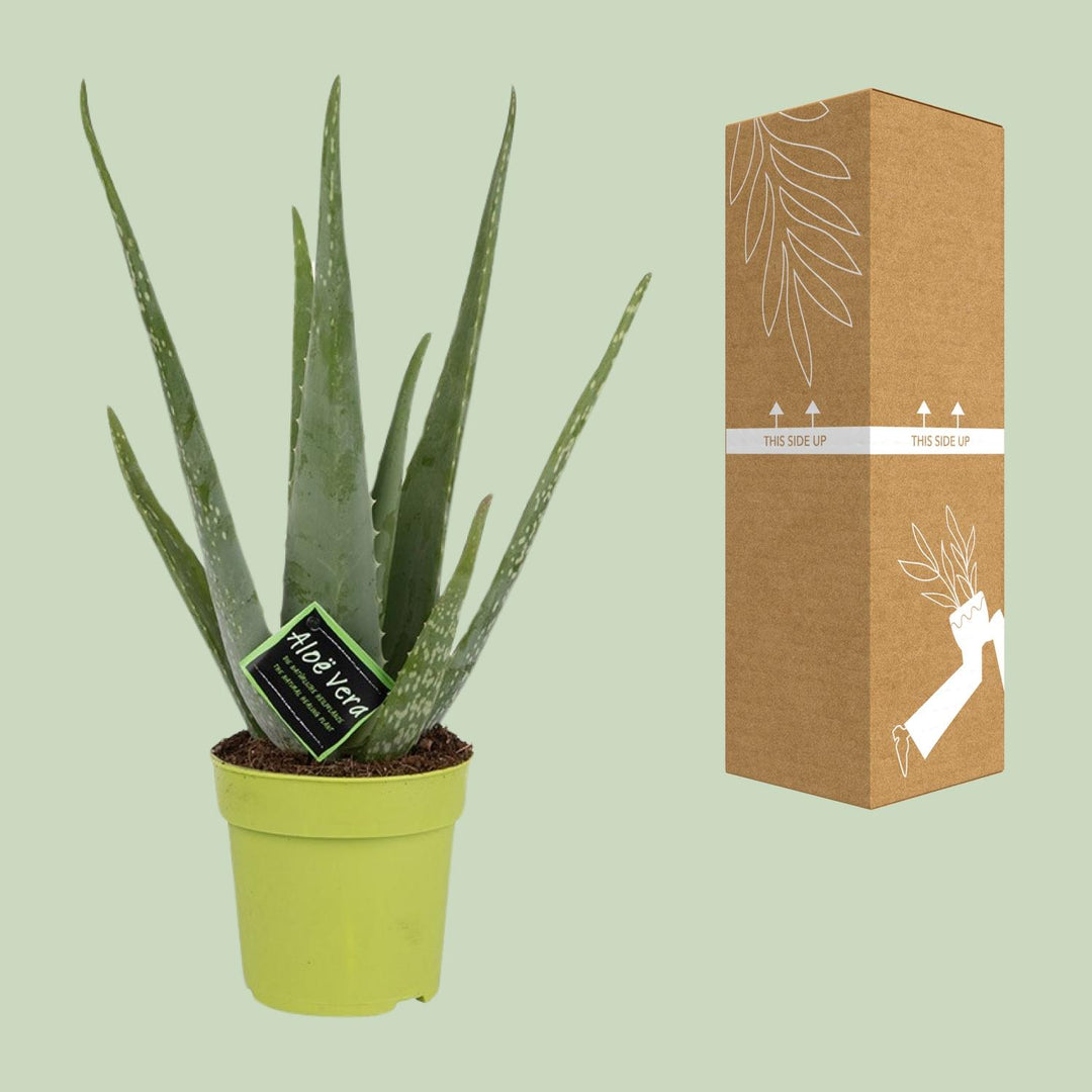 Aloe vera - Ø12cm - ↕45cm