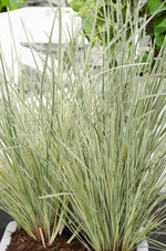 Load image into Gallery viewer, Lomandra longifolia &#39;White Sands&#39; - Ø19cm - ↕40cm
