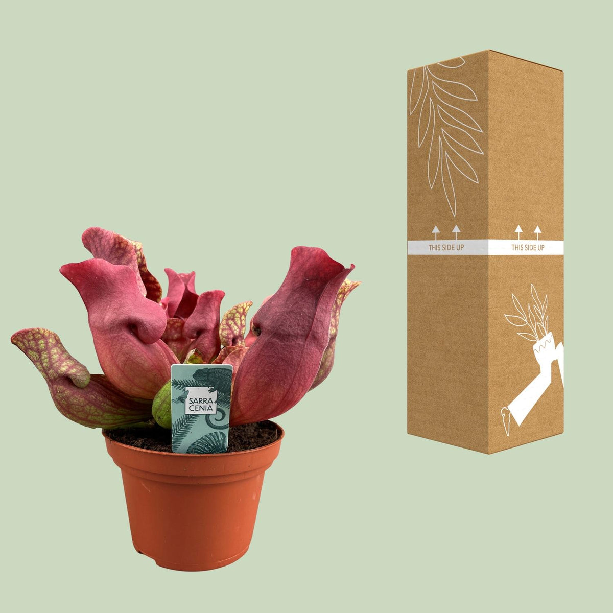 Sarracenia 'Maroon' - Ø12cm - ↕23cm