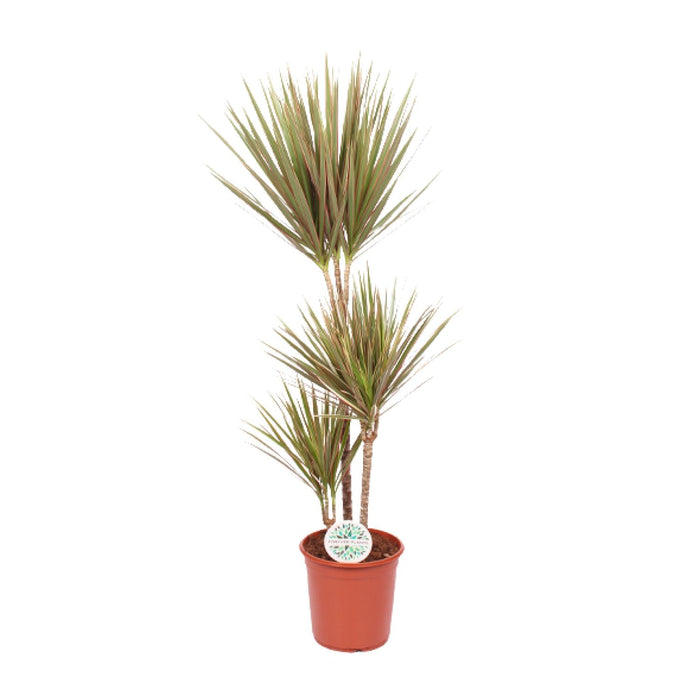 Dracaena marginata 'Bicolor' - Ø24cm - ↕115cm