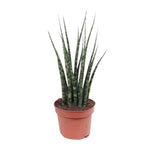 Load image into Gallery viewer, Sansevieria trifasciata &#39;Fernwood Mikado&#39; - Ø12cm - ↕40cm
