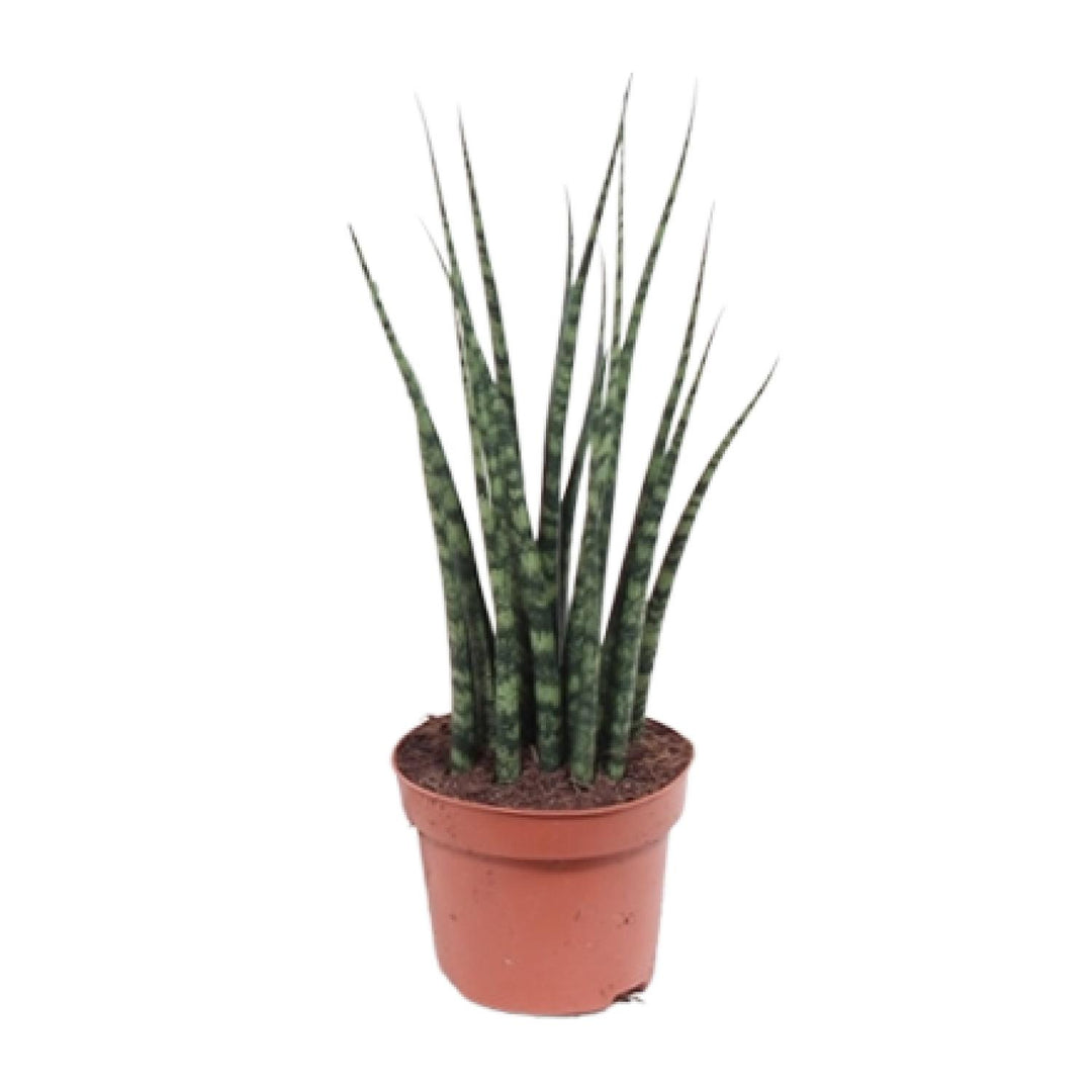 Sansevieria trifasciata 'Fernwood Mikado' - Ø12cm - ↕40cm