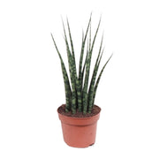 Sansevieria trifasciata 'Fernwood Mikado' - Ø12cm - ↕40cm
