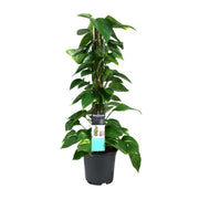 Epipremnum (Scindapsus) - Ø19cm - ↕80cm