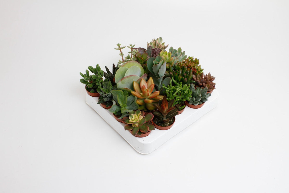 Misto di Succulente - 20 piante - Ø5,5cm - ↕10cm