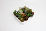 Carica l'immagine nel visualizzatore Galleria, Succulent Mix - 20 plants - Ø5,5cm - ↕10cm