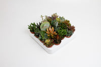Misto di Succulente - 20 piante - Ø5,5cm - ↕10cm