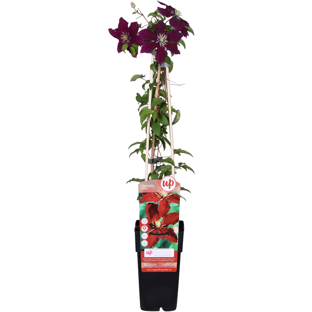 Clematis 'Niobe' - Ø15 - ↨65cm