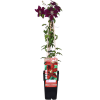 Clematis 'Niobe' - Ø15 - ↨65cm