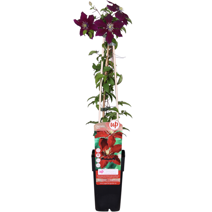 Clematis 'Niobe' - Ø15 - ↨65cm