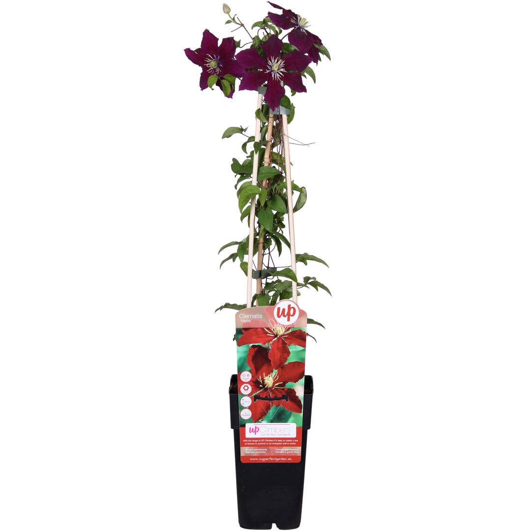 Clematis 'Niobe' - Ø15 - ↨65cm