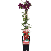 Clematis 'Niobe' - Ø15 - ↨65cm