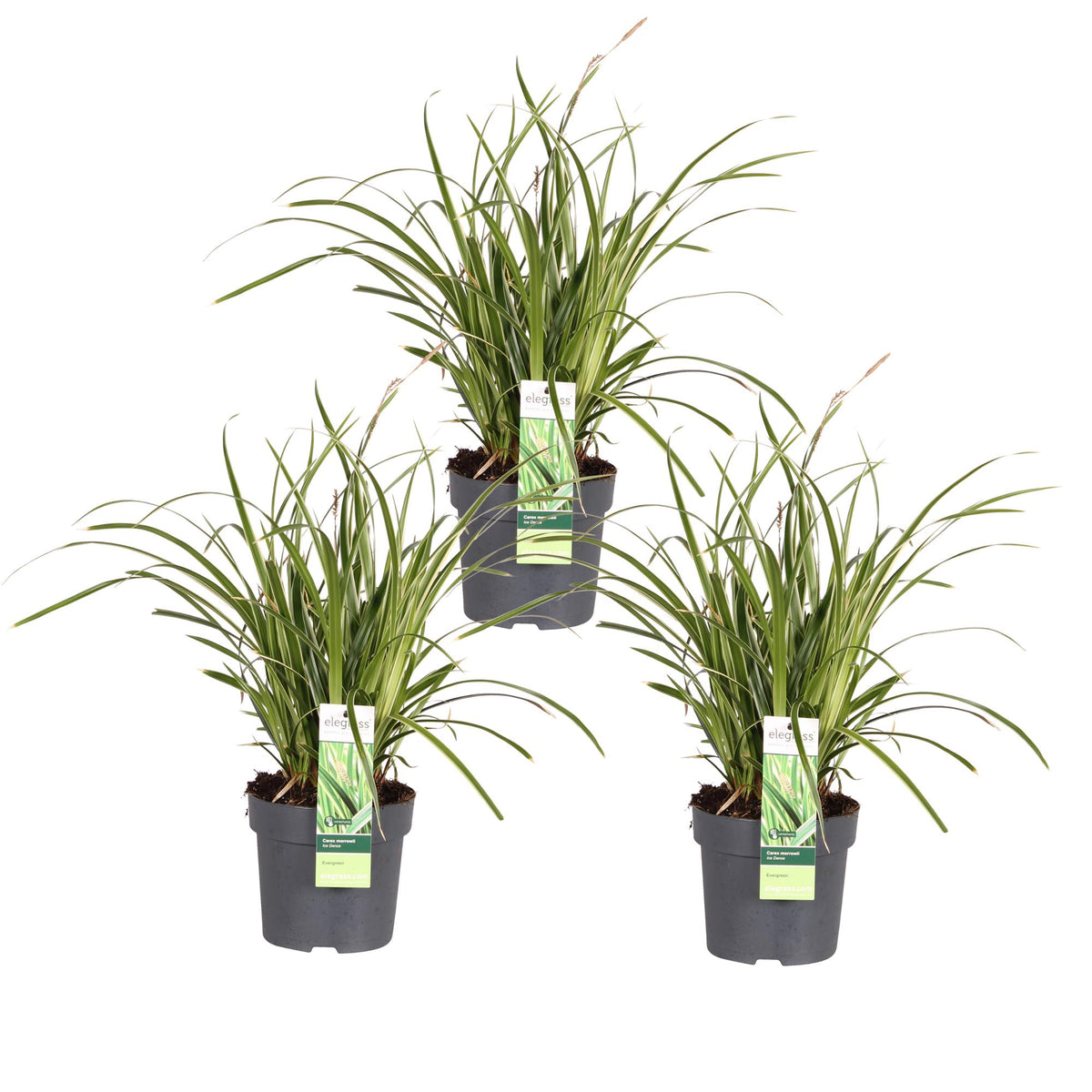 Carex morrowii 'Ice Dance' - 3 piante - Ø14 - ↨30cm