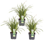 Load image into Gallery viewer, Carex morrowii &#39;Ice Dance&#39; - 3 pieces - Ø14 - ↨30cm
