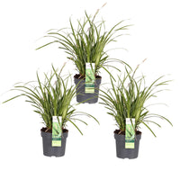 Carex morrowii 'Ice Dance' - 3 piante - Ø14 - ↨30cm