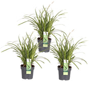 Carex morrowii 'Ice Dance' - 3 pieces - Ø14 - ↨30cm