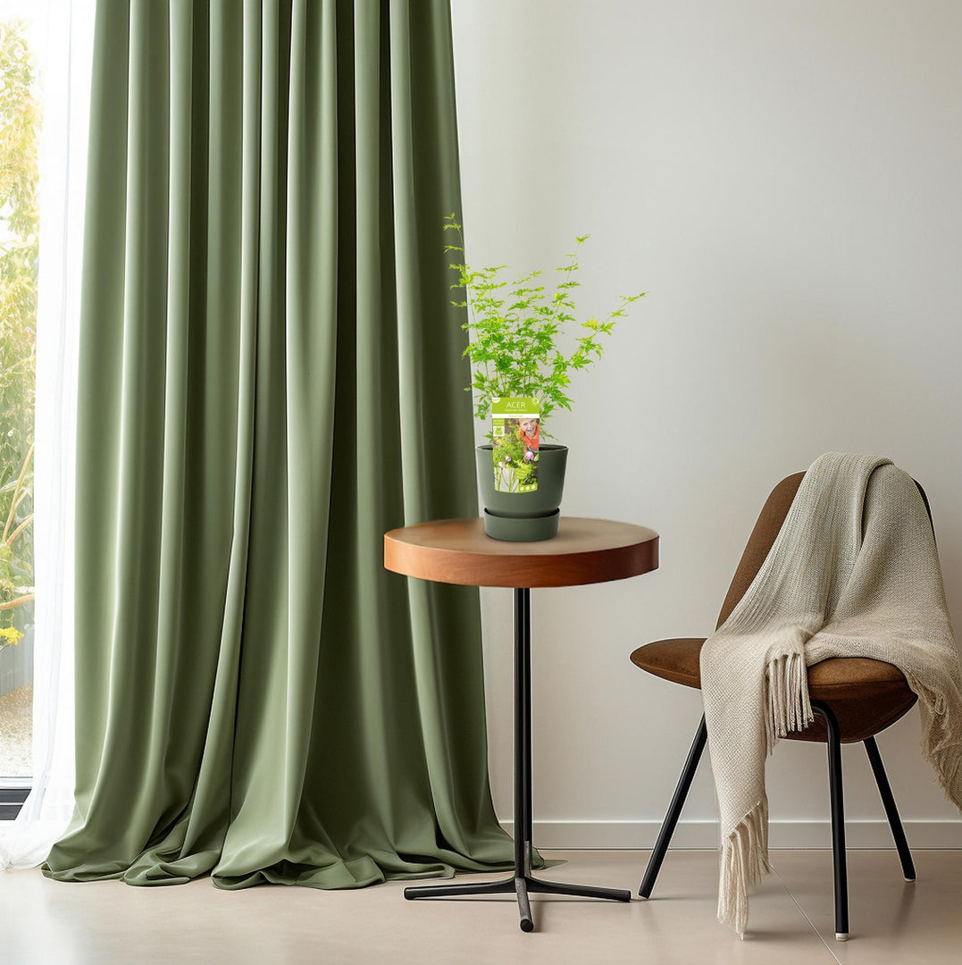 Acer palmatum 'Going Green' - Ø19cm - ↕50cm