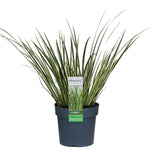 Load image into Gallery viewer, Acorus gramineus &#39;Argenteostriatus&#39; - Ø14cm - ↕30cm
