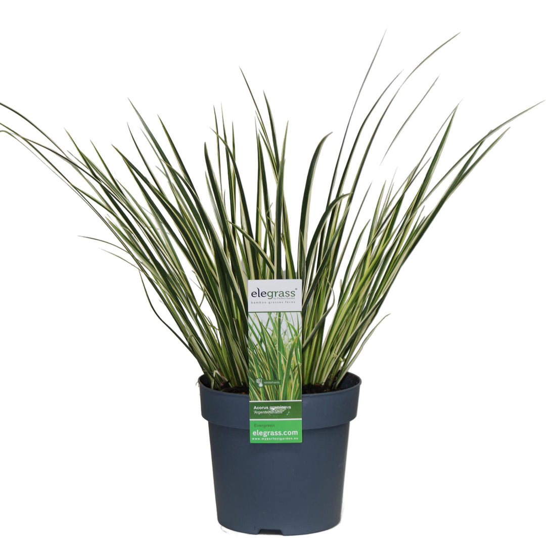 Acorus gramineus 'Argenteostriatus' - Ø14cm - ↕30cm