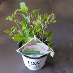 Load image into Gallery viewer, Hydrangea arbo. &#39;Strong Annabelle&#39; - Ø19cm - ↕30cm
