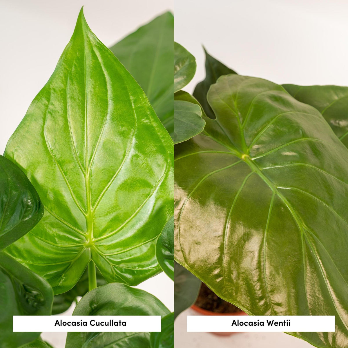 Duo Tropicale da Interno - Alocasia cucullata - Ø19cm - ↕60cm + Alocasia wentii - Ø19cm - ↕60cm