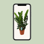 Load image into Gallery viewer, Zamioculcas zamiifolia - Ø21cm - ↕80cm